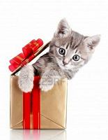 Отдается в дар Кот в коробке! с сюрпризами.