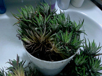 Отдается в дар Haworthia attenuata