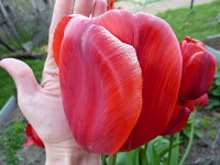 Отдается в дар ! Срочный дар — луковки тюльпана