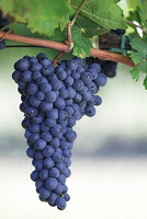 Отдается в дар виноград