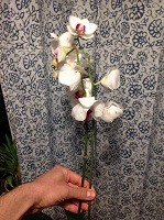 Отдается в дар Орхидея Фаленопсис без горшка