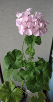 Отдается в дар герань (пеларгония) нежно-розовая «Леда»