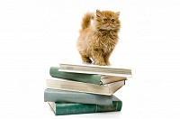 Отдается в дар Книжный кот для эстетов