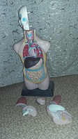 Отдается в дар Анатомическая модель — тело человека.