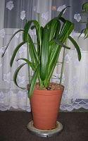 Кливия.