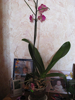 Отдается в дар Орхидея)