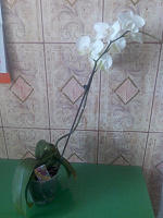 Отдается в дар Phalaenopsis