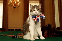 Отдается в дар Британский филателистический котик