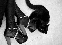Отдается в дар Чёрный кот в мешке