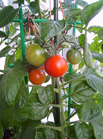 Отдается в дар Семена томатов