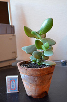 Отдается в дар Денежное дерево(Crassula arborescens (Mill.) Willd.