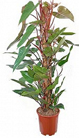 Отдается в дар Филодендрон краснеющий (Philodendron erubescens)