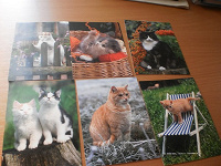 Отдается в дар кошки (не почтовые открытки)