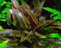 Отдается в дар Криптокорина Вендета — аквариумное растение