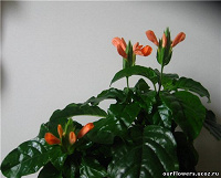 Отдается в дар И снова цветы :) Кроссандра оранжевая