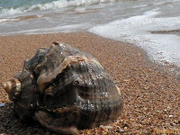 Отдается в дар Дар с Крымских долин и морей