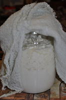 Отдается в дар Домашний кефир — кефирный гриб