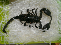 Скорпион засушенный натуральный
