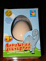 Отдается в дар Динозаврик (домашний инкубатор)