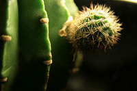 Отдается в дар Отростки кактуса (эхинокактус)