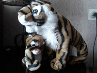 Отдается в дар Тигр