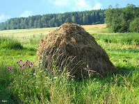 Отдается в дар Сено