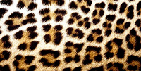 Отдается в дар Леопардовый комплект