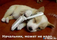 Отдается в дар Собака-сюрприз!