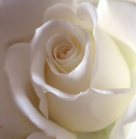 Отдается в дар Белые розы, в месяце июне