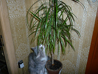 Отдается в дар Драцена.Dracaena marginata.