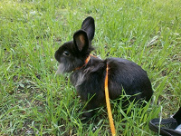 Отдается в дар Кролик черный, няшный и пушистый. :)