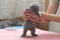 Отдается в дар Декупажный кот в мешке
