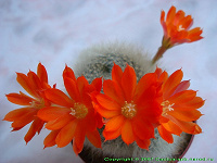 Отдается в дар Кактус с оранжевыми цветами