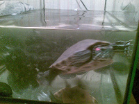 Отдается в дар Отдам водную черепаху с аквариумом