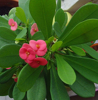 Отдается в дар Эуфорбия — цветок с Мадагаскара