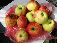 Отдается в дар Яблоки штрифель… притащу килограмм витаминов на ОВ)