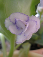 Отдается в дар белая с сине-фиолетовой каймой фиалка (листики)