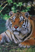 Отдается в дар пазл «Тигр»