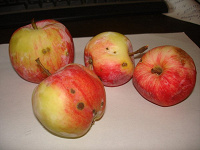 Отдается в дар яблоки на компот
