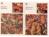 Отдается в дар 2 открытки с изображениями ягодных кустарников, СССР