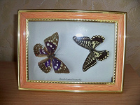 Отдается в дар Рамка с бабочками:)