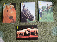 Отдается в дар Карманные календарики с лошадьми