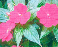 Отдается в дар Бальзамин, недотрога (Impatiens)