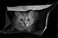 Отдается в дар кот в мешке «бижутерный»