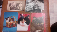 Отдается в дар открытки зарубежные с котами