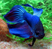 Отдается в дар Рыбка аквариумная петушок синенький, самец