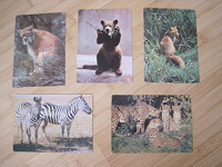 Отдается в дар открытки с животными 80-х гг
