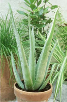 Отдается в дар Aloe vera, Aloe arborescens