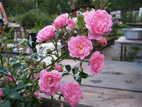 Отдается в дар Розовая кустовая роза!!!