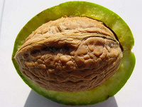 Отдается в дар Плоды маньчжурского ореха